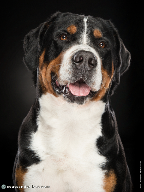 coatsandcolors.com Greater Swiss Mountain Dog Colors shorthaired