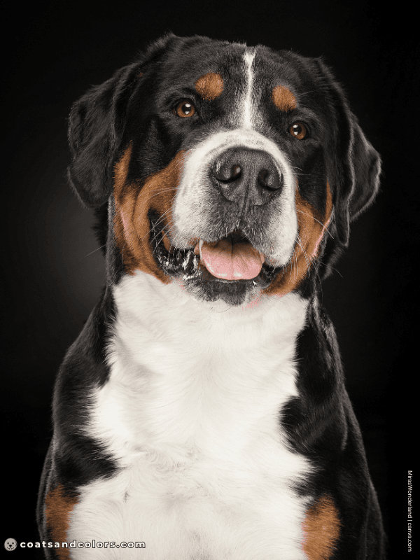 coatsandcolors.com Greater Swiss Mountain Dog Colors shorthaired