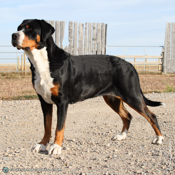 coatsandcolors.com Greater Swiss Mountain Dog Colors standing