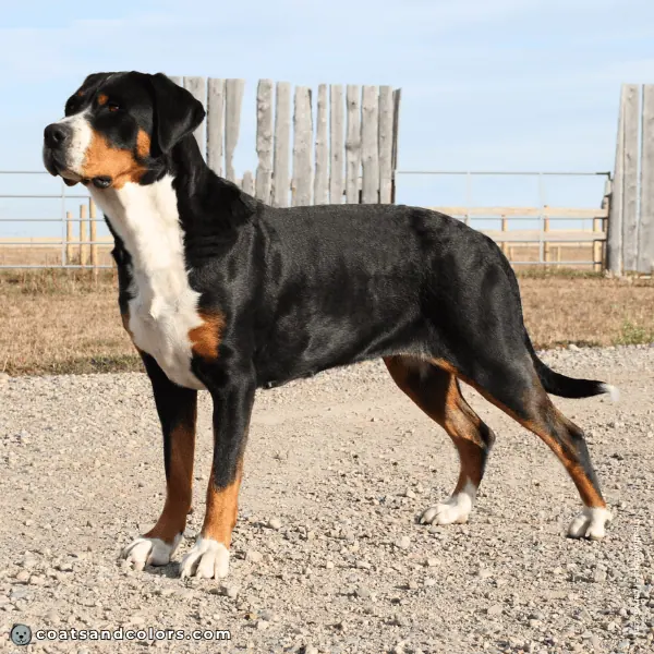 coatsandcolors.com Greater Swiss Mountain Dog Colors standing
