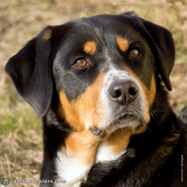 coatsandcolors.com Greater Swiss Mountain Dog Colors tan intensity