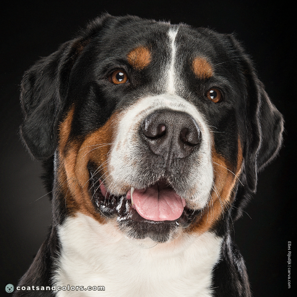 coatsandcolors.com Greater Swiss Mountain Dog Colors thin blaze
