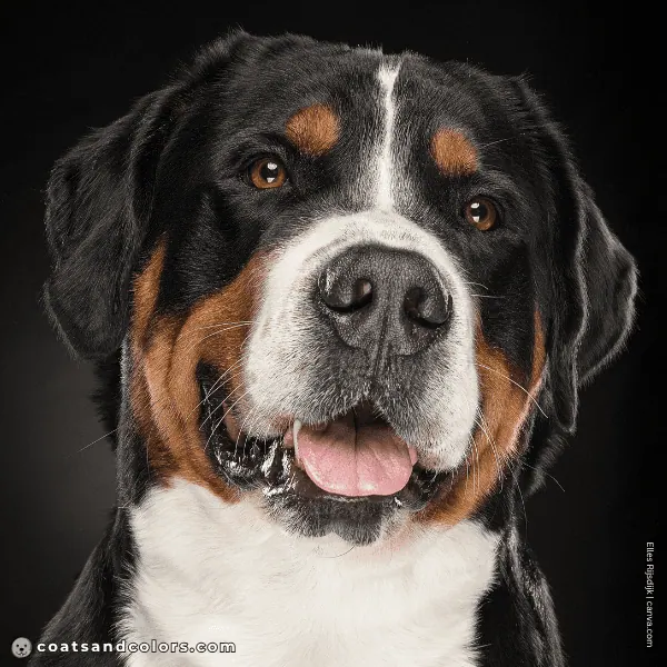 coatsandcolors.com Greater Swiss Mountain Dog Colors thin blaze
