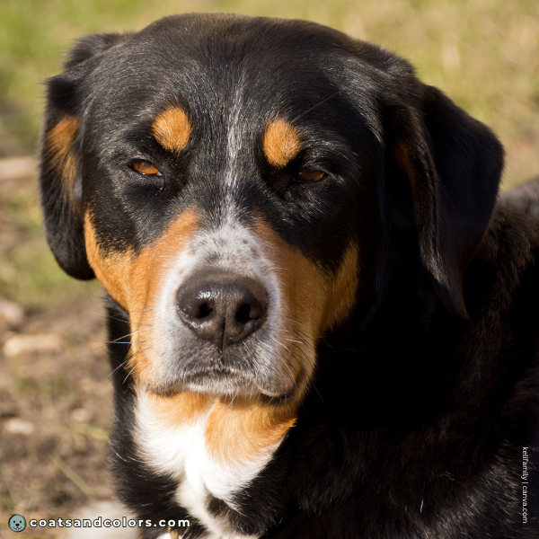 coatsandcolors.com Greater Swiss Mountain Dog Colors ticking