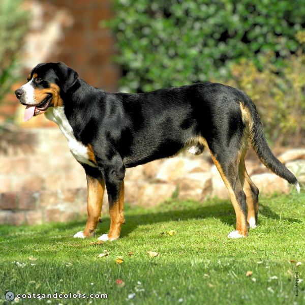 coatsandcolors.com Greater Swiss Mountain Dog Colors white markings 1