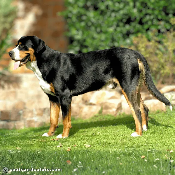 coatsandcolors.com Greater Swiss Mountain Dog Colors white markings 1
