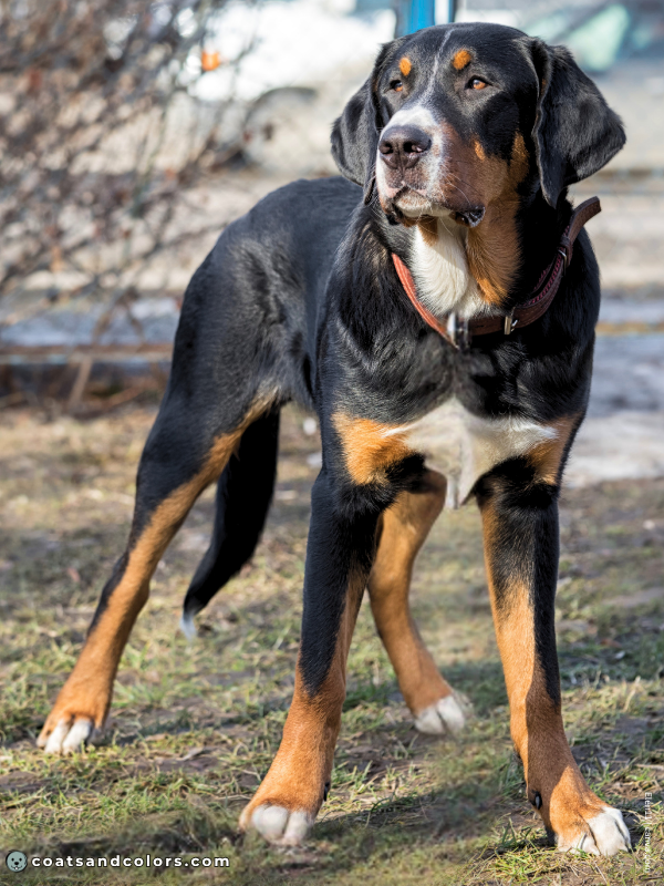 coatsandcolors.com Greater Swiss Mountain Dog Colors white markings 1a