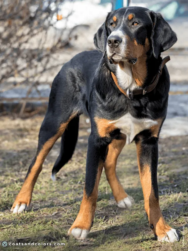 coatsandcolors.com Greater Swiss Mountain Dog Colors white markings 1a