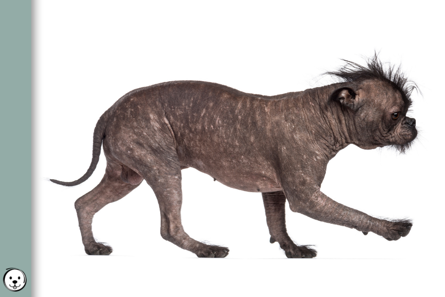 coatsandcolors.com Hairlessness Dog 900x600 1