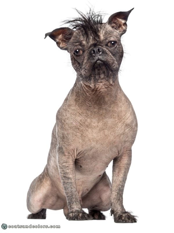 coatsandcolors.com Hairlessness Dog Chinese Crested Dog Frenchie
