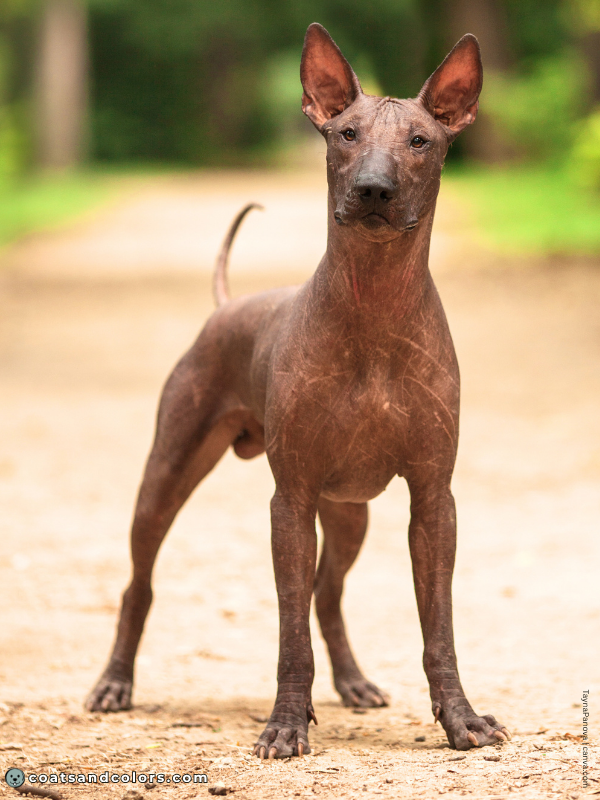 coatsandcolors.com Hairlessness Dog Xolo Mexican Hairless Dog 2