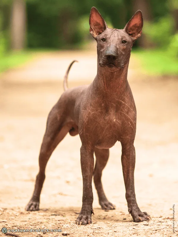 coatsandcolors.com Hairlessness Dog Xolo Mexican Hairless Dog 2