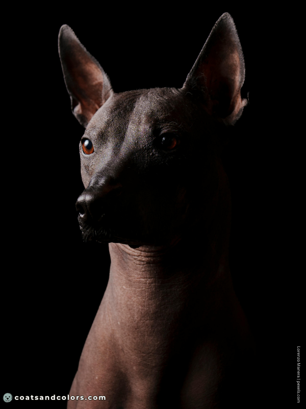 coatsandcolors.com Hairlessness Dog Xolo Mexican Hairless Dog