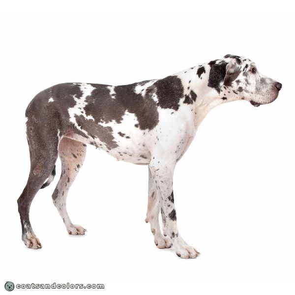 coatsandcolors.com Harlequin Great Dane blue harlequin
