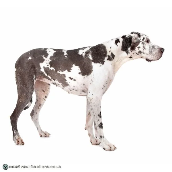 coatsandcolors.com Harlequin Great Dane blue harlequin