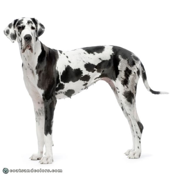 coatsandcolors.com Harlequin Great Dane dilute patches