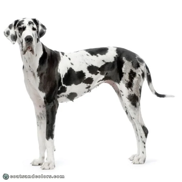 coatsandcolors.com Harlequin Great Dane dilute patches