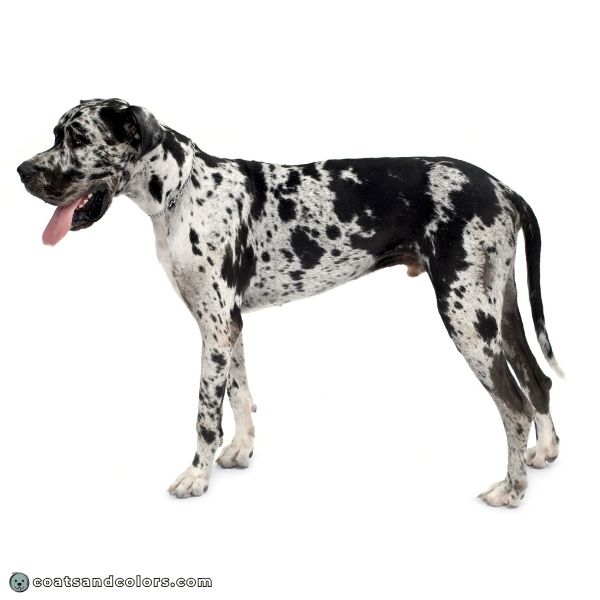 coatsandcolors.com Harlequin Great Dane dirty harlequin