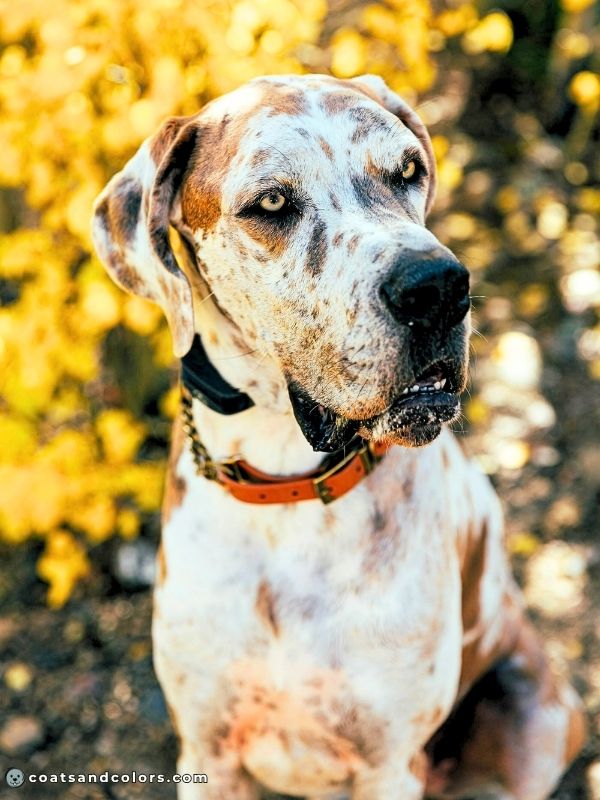 coatsandcolors.com Harlequin Great Dane fawnequin