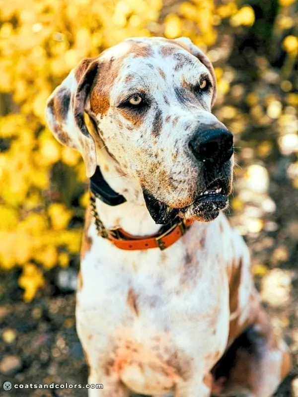 coatsandcolors.com Harlequin Great Dane fawnequin