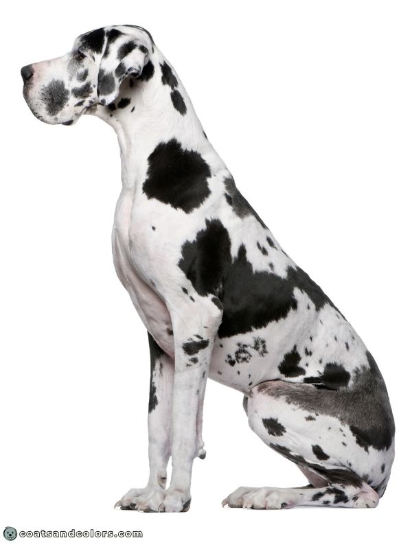 coatsandcolors.com Harlequin Great Dane pattern