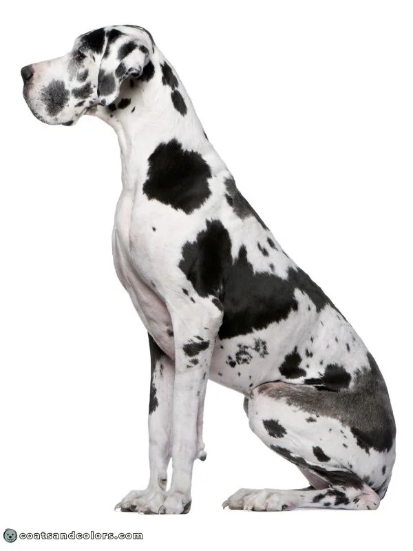 coatsandcolors.com Harlequin Great Dane pattern