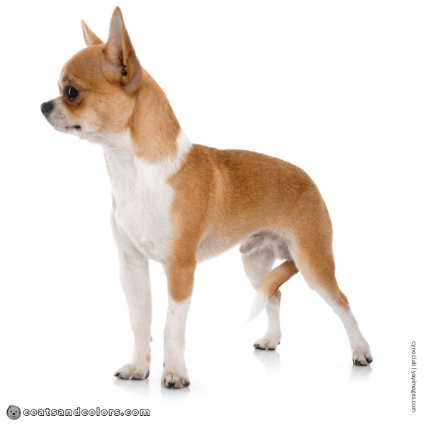 coatsandcolors.com Irish Spotting Dogs pseudo Irish Chihuahua