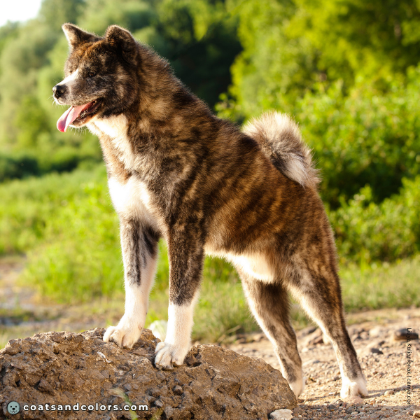 coatsandcolors.com Japanese Akita Inu Coat Colors base pattern brindle