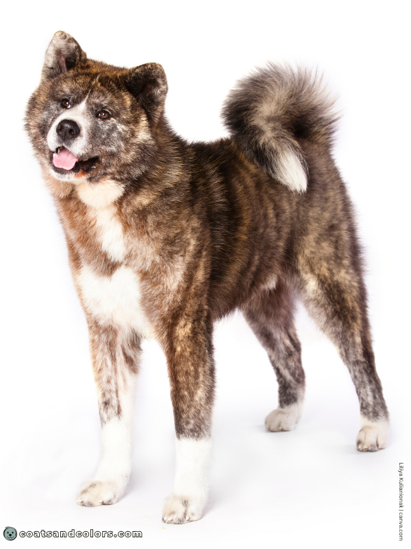coatsandcolors.com Japanese Akita Inu Coat Colors brindle 2