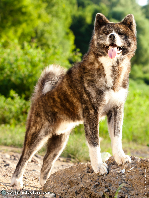 coatsandcolors.com Japanese Akita Inu Coat Colors brindle 3