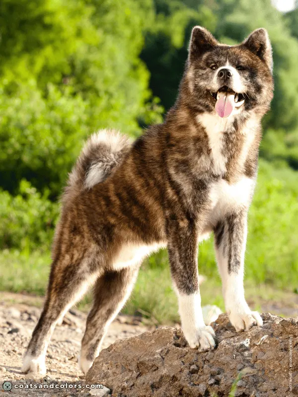 coatsandcolors.com Japanese Akita Inu Coat Colors brindle 3