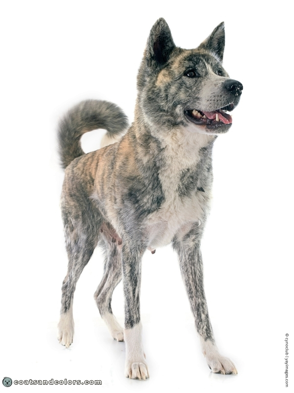 coatsandcolors.com Japanese Akita Inu Coat Colors brindle