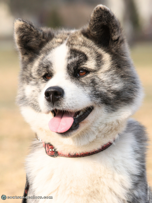 coatsandcolors.com Japanese Akita Inu Coat Colors broad blaze