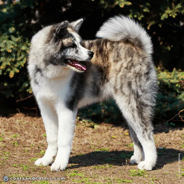 coatsandcolors.com Japanese Akita Inu Coat Colors coat type 1