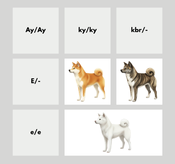 coatsandcolors.com Japanese Akita Inu Coat Colors color chart
