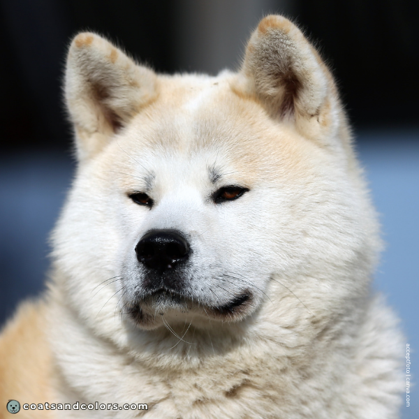 coatsandcolors.com Japanese Akita Inu Coat Colors dark eye color