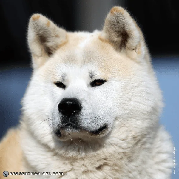 coatsandcolors.com Japanese Akita Inu Coat Colors dark eye color