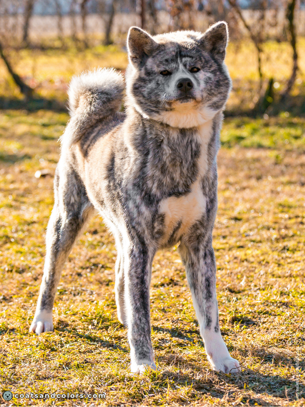 coatsandcolors.com Japanese Akita Inu Coat Colors fawn brindle