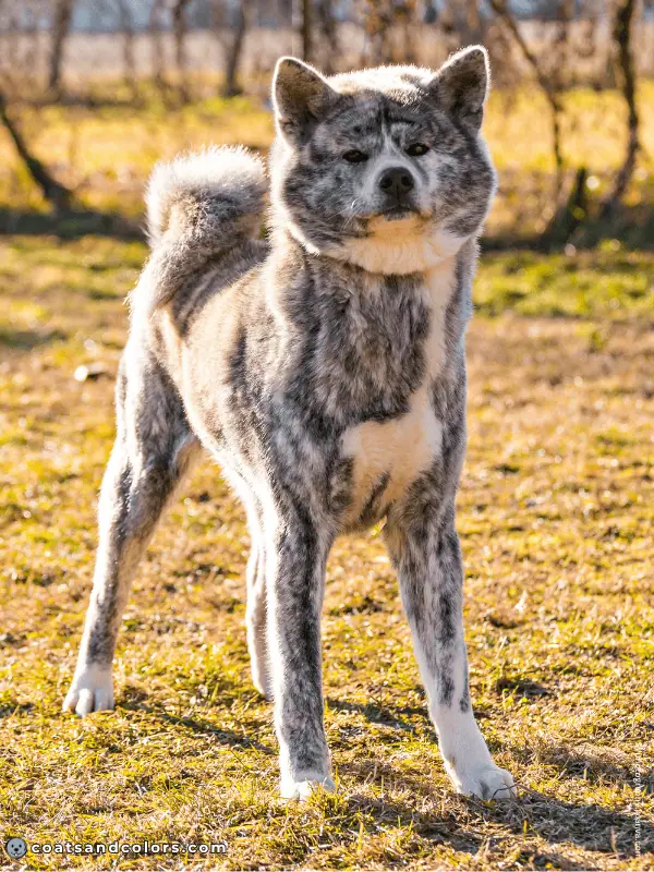 coatsandcolors.com Japanese Akita Inu Coat Colors fawn brindle