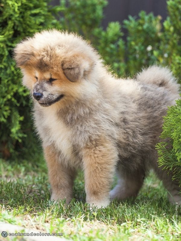 coatsandcolors.com Japanese Akita Inu Coat Colors red puppy garden