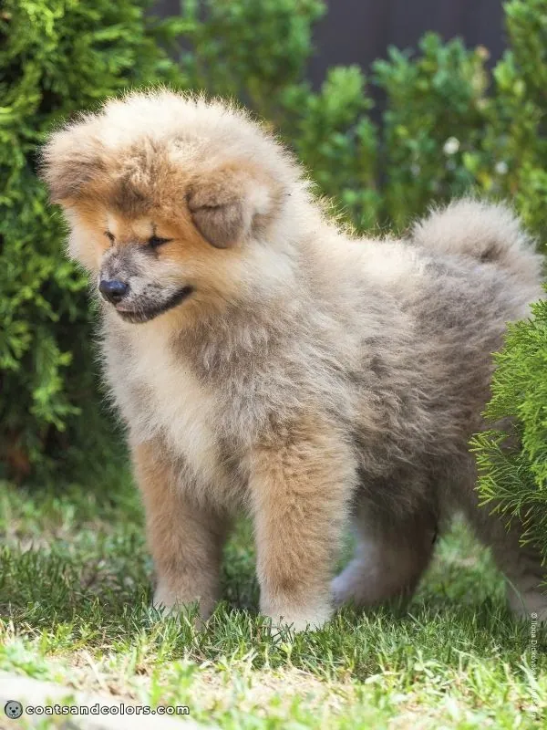 coatsandcolors.com Japanese Akita Inu Coat Colors red puppy garden