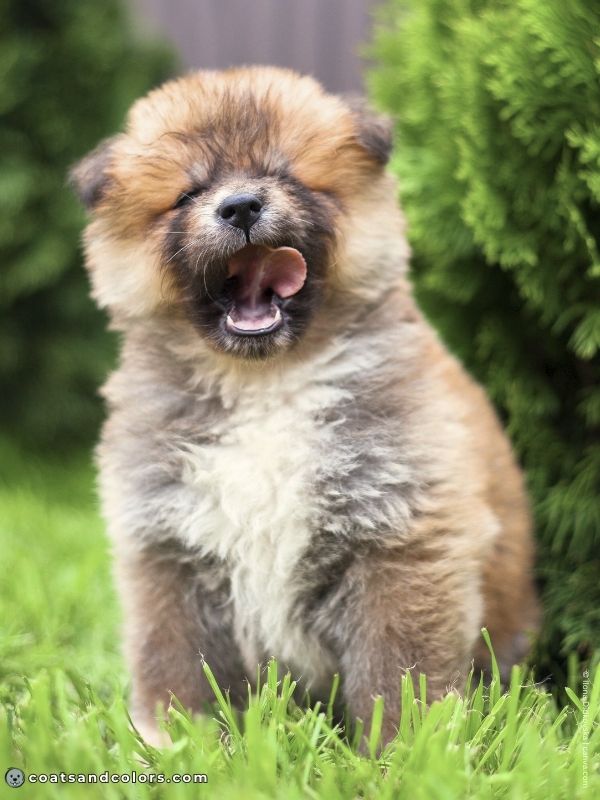 coatsandcolors.com Japanese Akita Inu Coat Colors red puppy mask