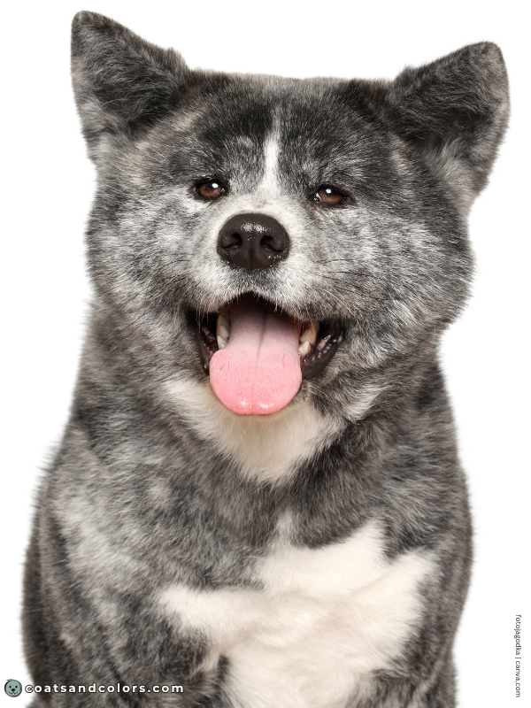 coatsandcolors.com Japanese Akita Inu Coat Colors silver brindle