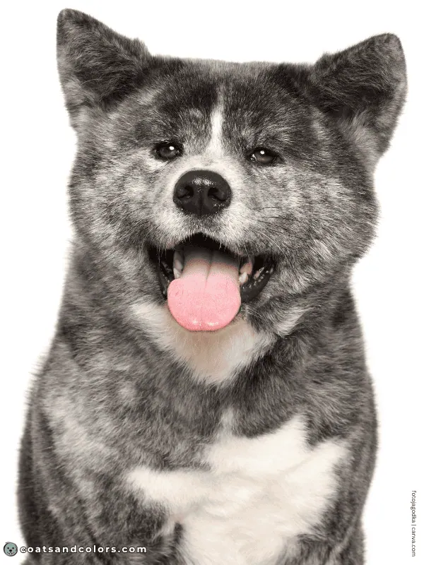 coatsandcolors.com Japanese Akita Inu Coat Colors silver brindle
