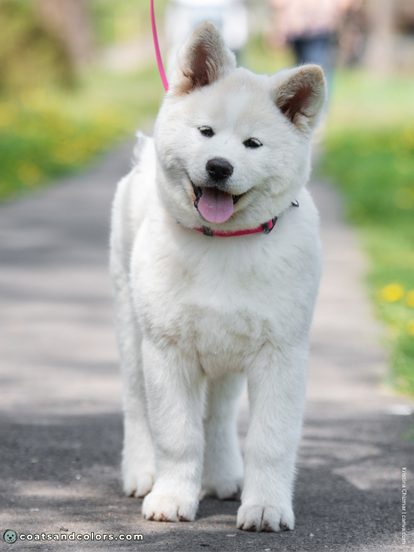 coatsandcolors.com Japanese Akita Inu Coat Colors white 1