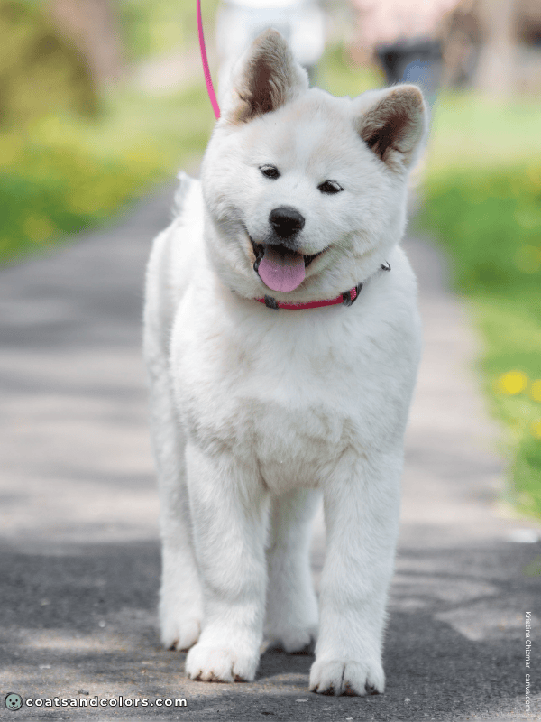 coatsandcolors.com Japanese Akita Inu Coat Colors white 1