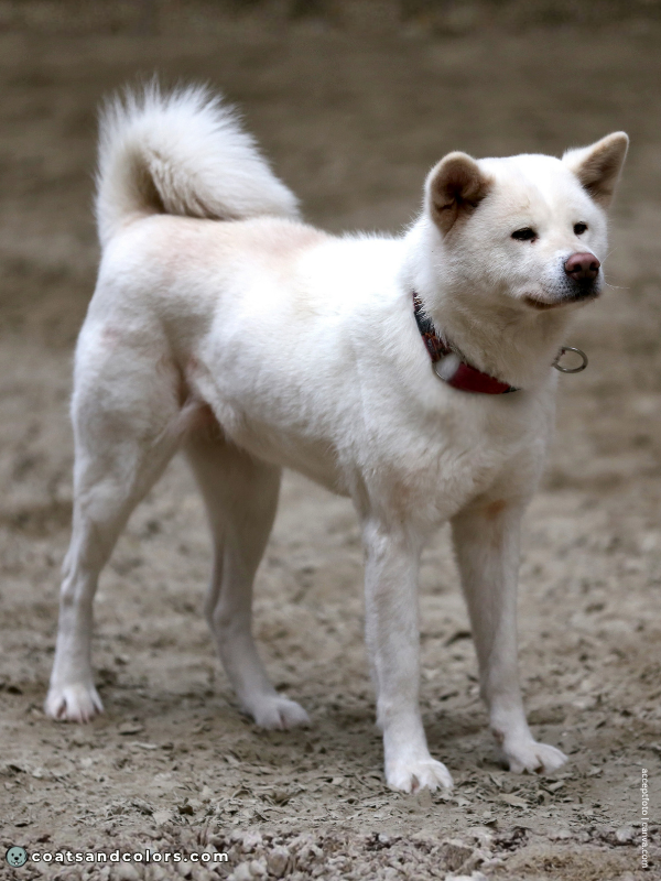 coatsandcolors.com Japanese Akita Inu Coat Colors white 2