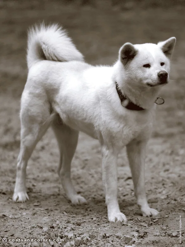 coatsandcolors.com Japanese Akita Inu Coat Colors white 2