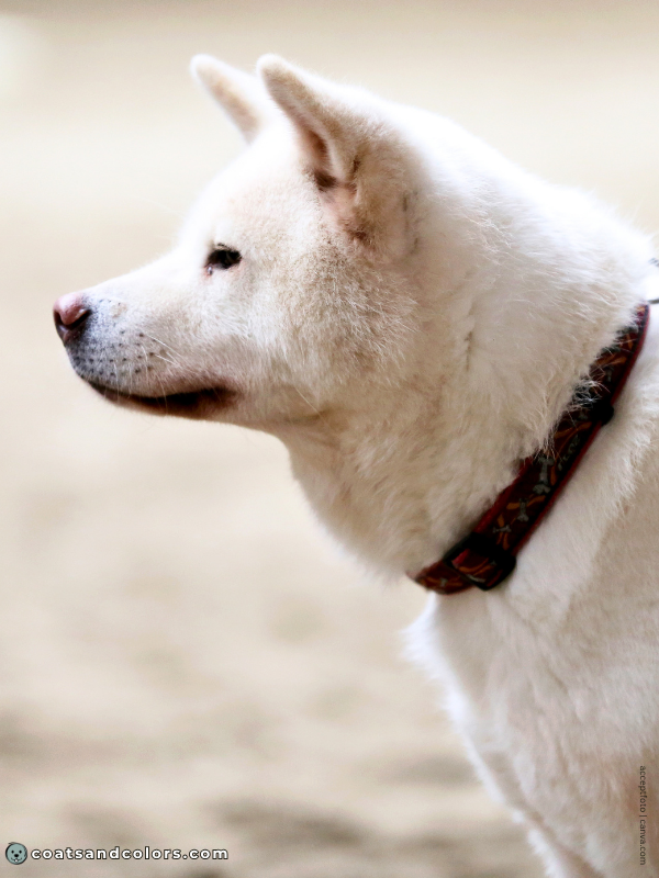 coatsandcolors.com Japanese Akita Inu Coat Colors white 3
