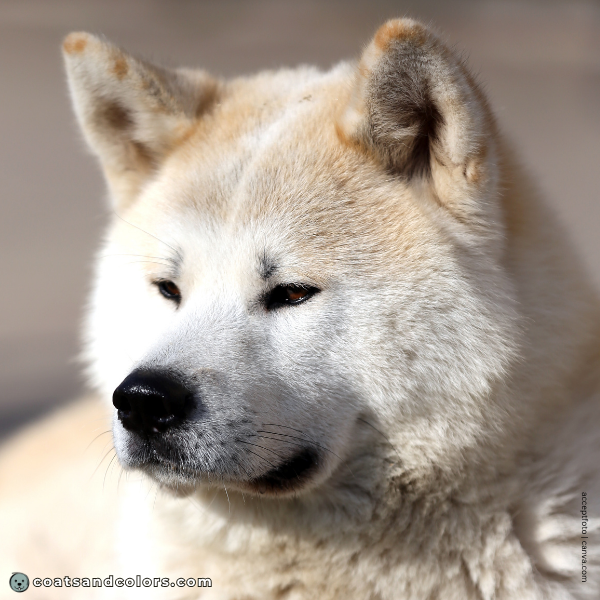 coatsandcolors.com Japanese Akita Inu Coat Colors white black nose